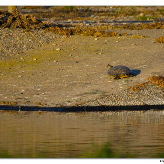 Neuwelt-Sumpfschildkröten: Tier im Habitat Anderes Süsswasserhabitat in der NatureSpots App