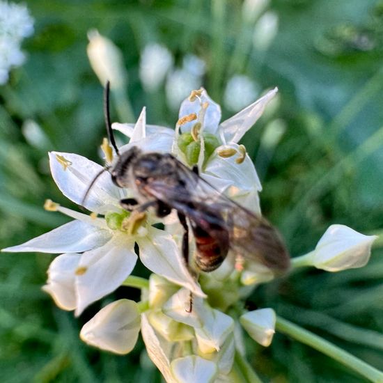 Lasioglossum nigripes: Tier im Habitat Garten in der NatureSpots App