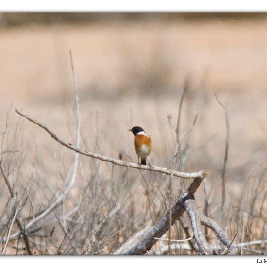 European Stonechat: Animal in habitat Natural Meadow in the NatureSpots App