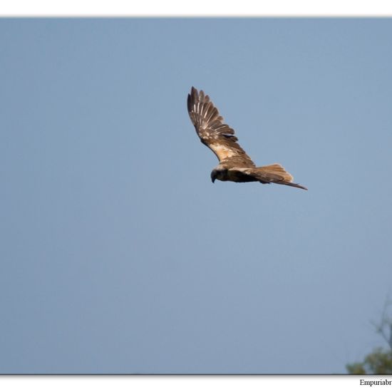 Rohrweihe: Tier im Habitat Sumpf in der NatureSpots App