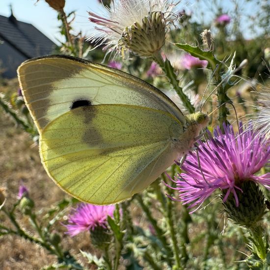 Pieris brassicae: Animal in habitat Garden in the NatureSpots App