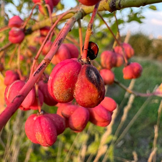 Gewöhnlicher Spindelstrauch: Pflanze im Habitat Habitat manuell eingeben in der NatureSpots App