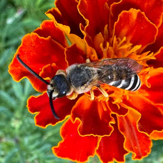 Halictus scabiosae: Animal in habitat Garden in the NatureSpots App