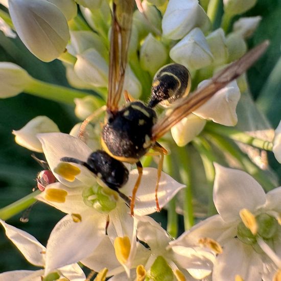 Töpferwespen: Tier im Habitat Garten in der NatureSpots App