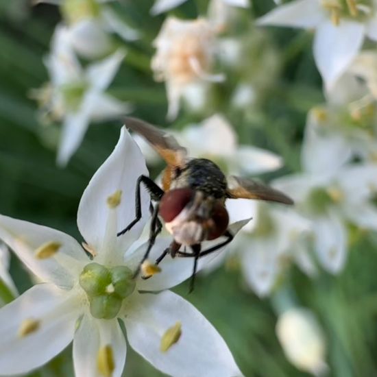 Gymnosoma rotundatum: Tier im Habitat Garten in der NatureSpots App