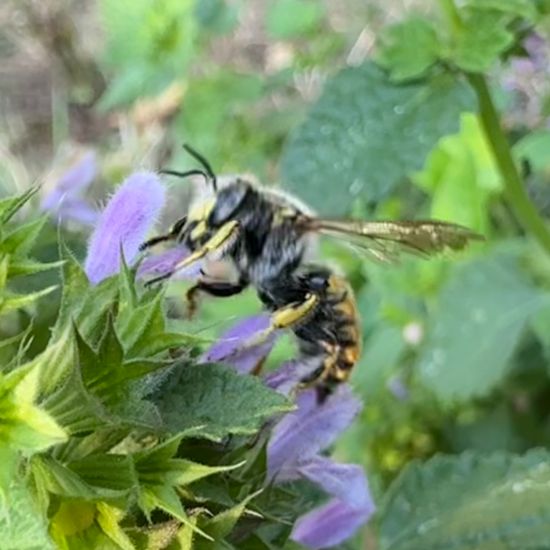 Große Wollbiene: Tier im Habitat Garten in der NatureSpots App