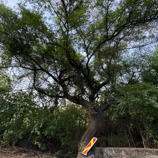 Steinweichsel: Pflanze im Habitat Ackerrandstreifen in der NatureSpots App