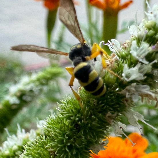 Sandknotenwespe: Tier im Habitat Garten in der NatureSpots App