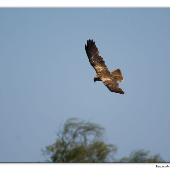 Rohrweihe: Tier im Habitat Sumpf in der NatureSpots App