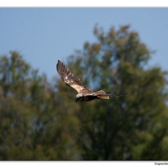 Western Marsh Harrier: Animal in habitat Swamp in the NatureSpots App