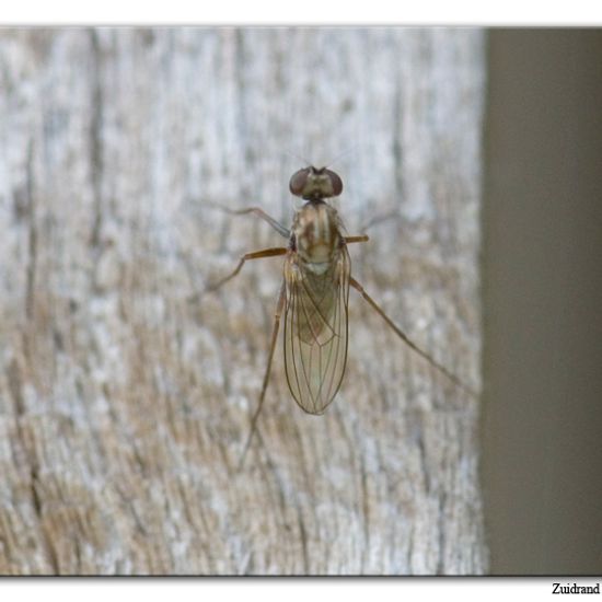 Medetera diadema: Tier im Habitat Garten in der NatureSpots App