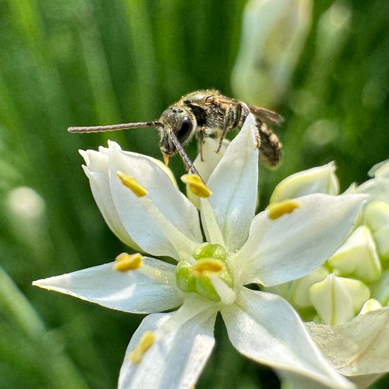 Dialictus: Tier im Habitat Garten in der NatureSpots App