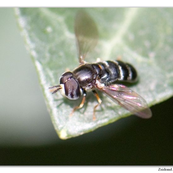 Paragus pecchiolii: Tier im Habitat Garten in der NatureSpots App