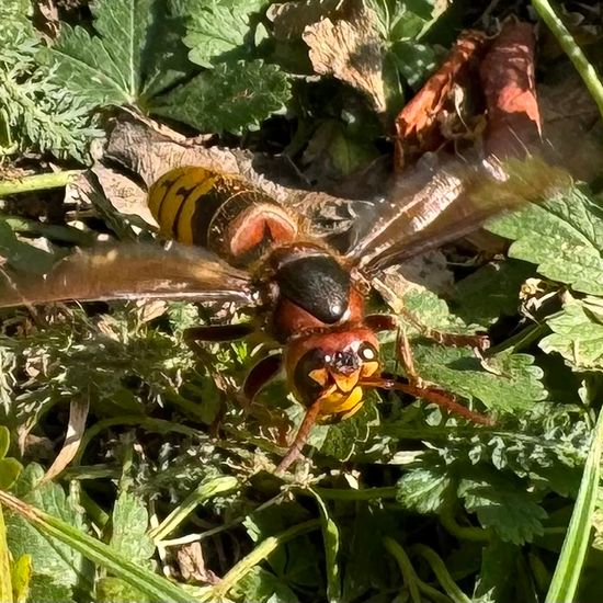 European hornet: Animal in habitat Garden in the NatureSpots App