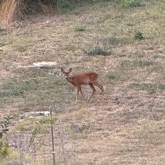 Roe deer: Animal in habitat Natural Meadow in the NatureSpots App