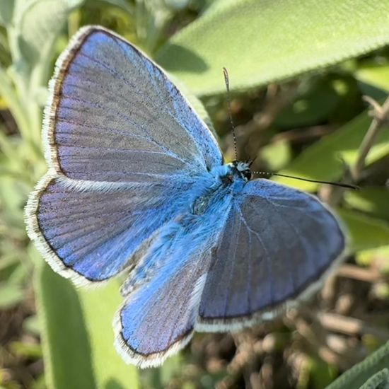 Polyommatus icarus: Animal in habitat Garden in the NatureSpots App