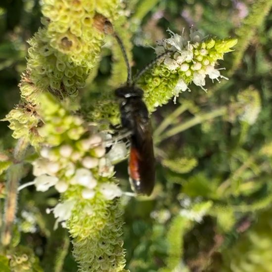 Blutbienen: Tier im Habitat Garten in der NatureSpots App