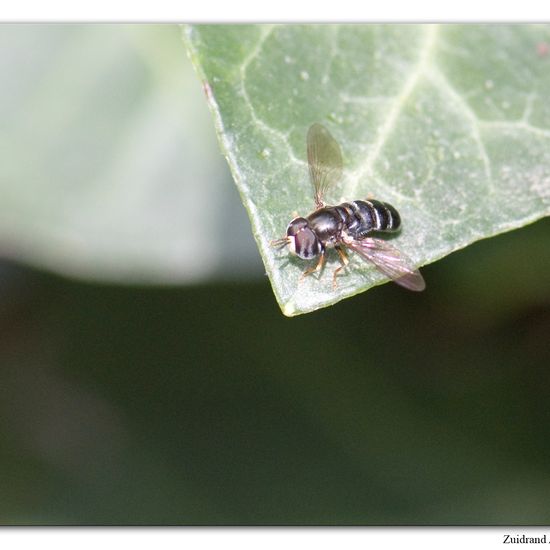 Paragus pecchiolii: Tier im Habitat Garten in der NatureSpots App