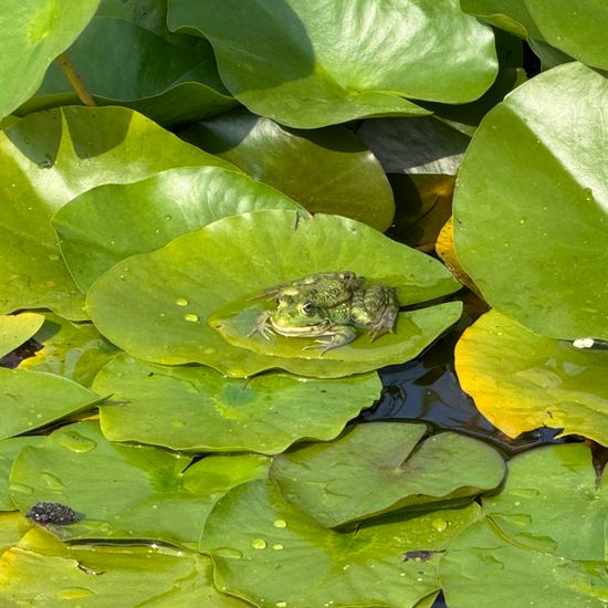 Rana ridibunda: Tier im Habitat Teich in der NatureSpots App