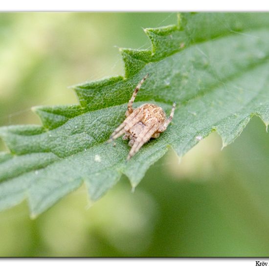 Körbchenspinne: Tier im Habitat Grasland und Büsche in der NatureSpots App