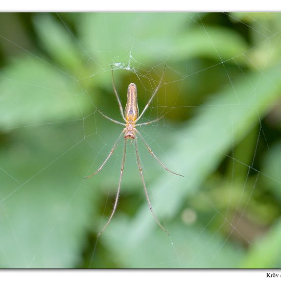 Gemeine Streckerspinne: Tier im Habitat Grasland und Büsche in der NatureSpots App