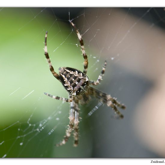 Araneus diadematus: Animal in habitat Garden in the NatureSpots App