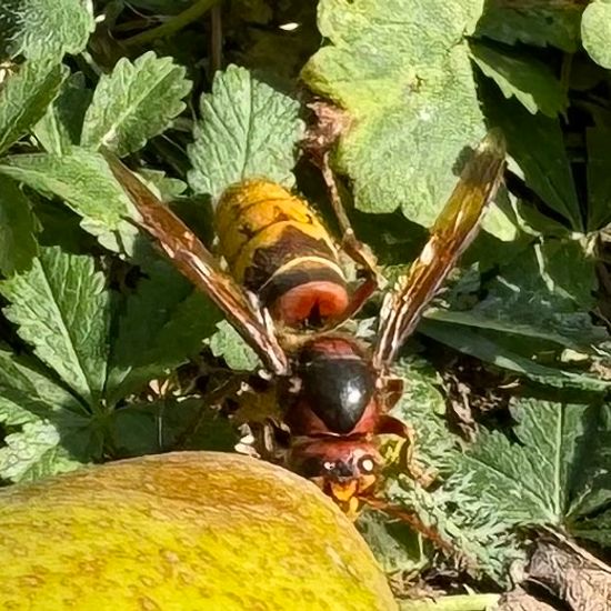 European hornet: Animal in habitat Garden in the NatureSpots App