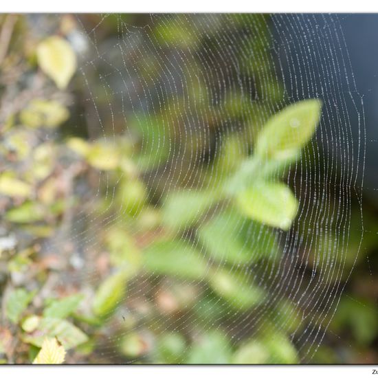 Gartenkreuzspinne: Tier im Habitat Garten in der NatureSpots App