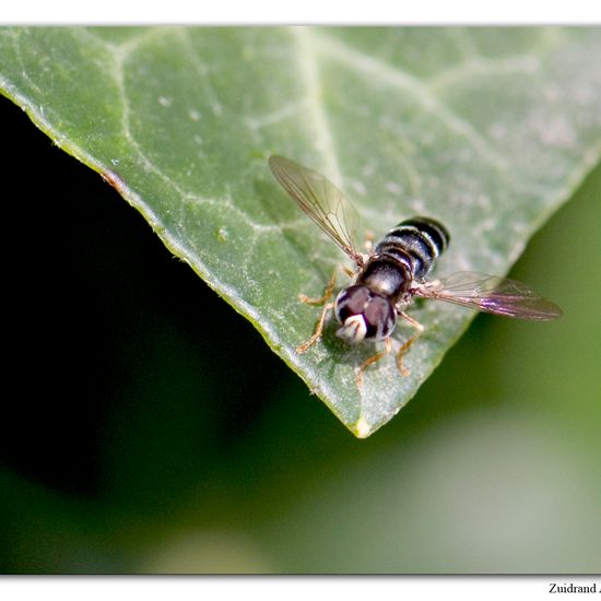 Paragus pecchiolii: Tier im Habitat Garten in der NatureSpots App