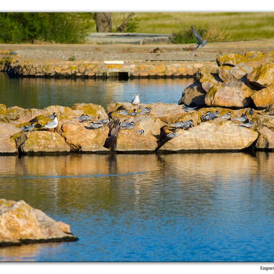 Weißbart-Seeschwalbe: Tier in der Natur in der NatureSpots App