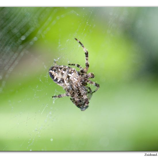 Gartenkreuzspinne: Tier im Habitat Garten in der NatureSpots App