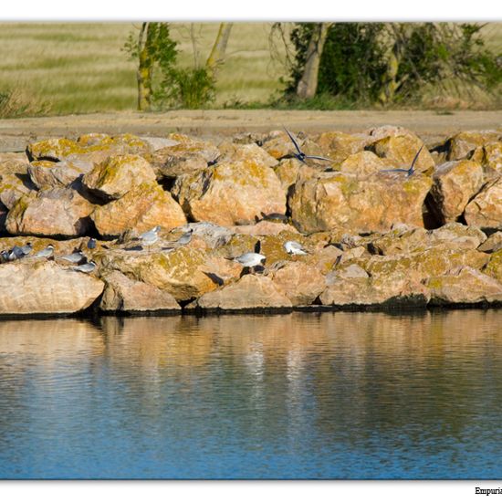 Weißbart-Seeschwalbe: Tier im Habitat Anderes Süsswasserhabitat in der NatureSpots App