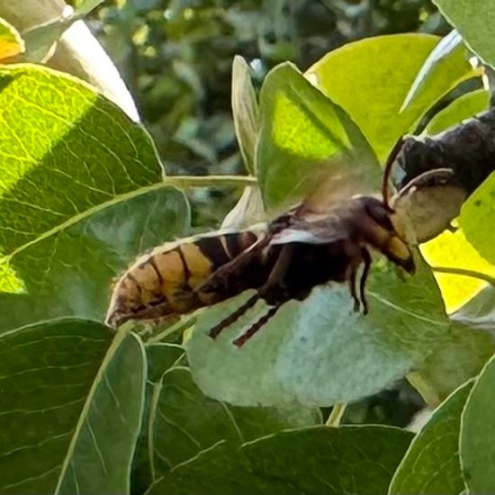 Hornisse: Tier im Habitat Garten in der NatureSpots App