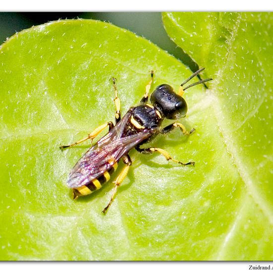 Ectemnius cephalotes: Tier im Habitat Garten in der NatureSpots App