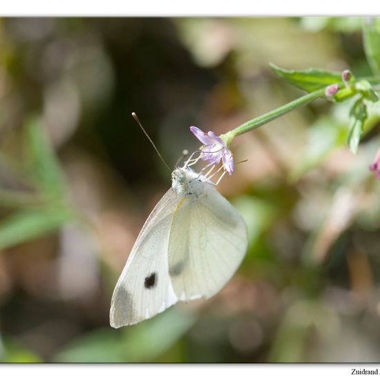 Pieris mannii: Animal in habitat Garden in the NatureSpots App