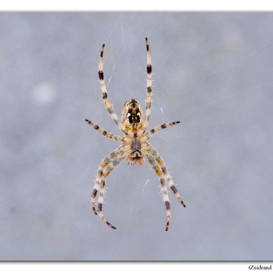 Kleiner Kohlweißling: Tier im Habitat Garten in der NatureSpots App