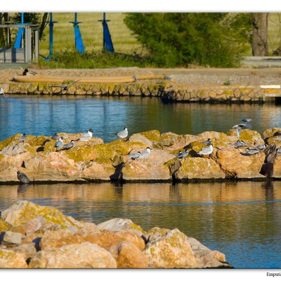 Weißbart-Seeschwalbe: Tier in der Natur in der NatureSpots App