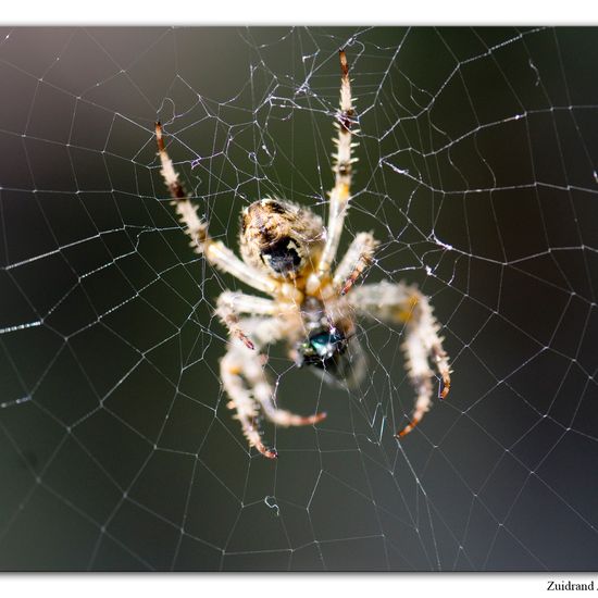 Kleiner Kohlweißling: Tier im Habitat Garten in der NatureSpots App