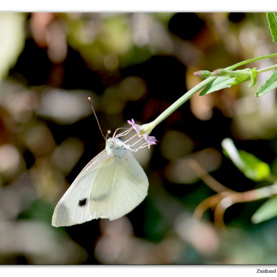 Pieris mannii: Animal in habitat Garden in the NatureSpots App