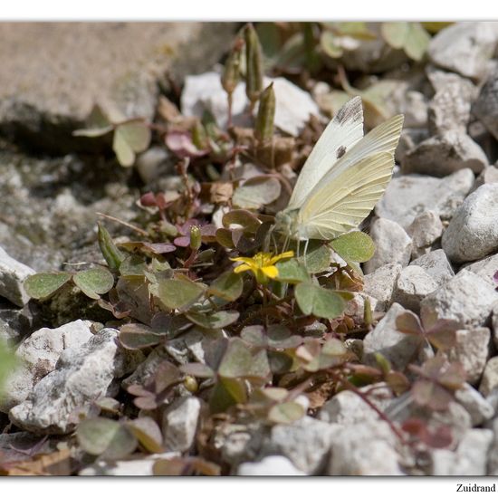 Kleiner Kohlweißling: Tier im Habitat Garten in der NatureSpots App