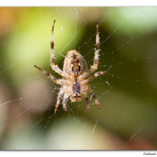 Araneus diadematus: Animal in habitat Garden in the NatureSpots App