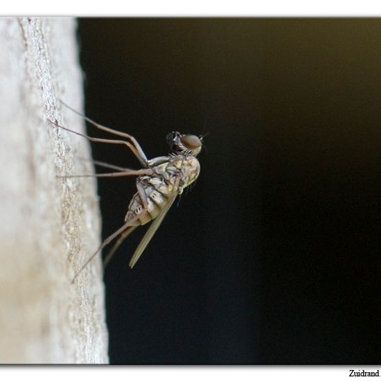 Medetera diadema: Tier im Habitat Garten in der NatureSpots App