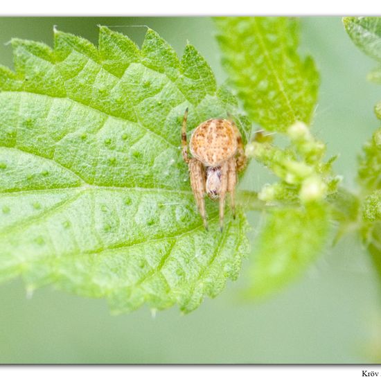 Agalenatea redii: Animal in habitat Grassland in the NatureSpots App