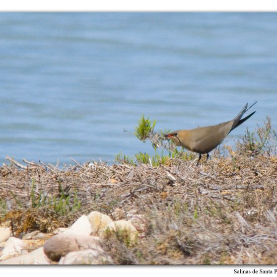 Collared Pratincole: Animal in habitat Marine habitat in the NatureSpots App