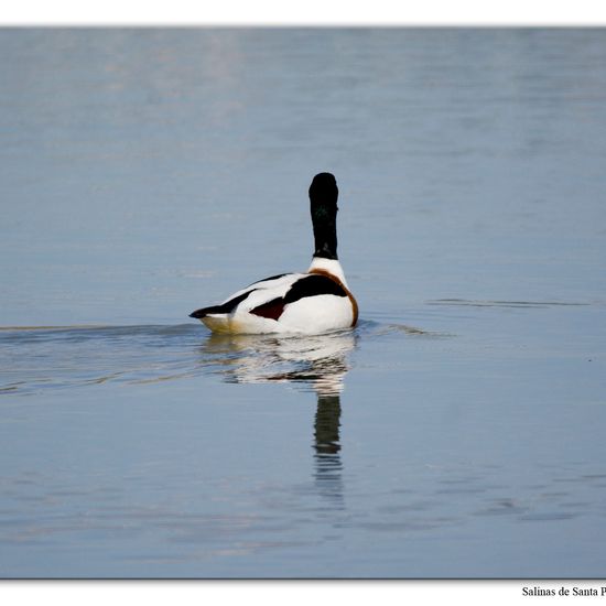 Common Shelduck: Animal in habitat Marine habitat in the NatureSpots App