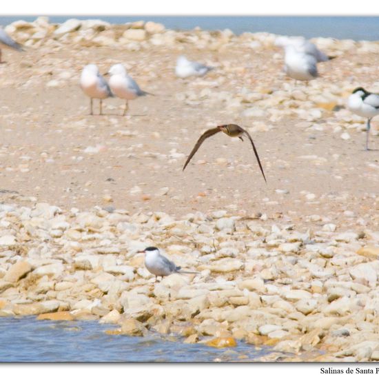 Collared Pratincole: Animal in habitat Marine habitat in the NatureSpots App