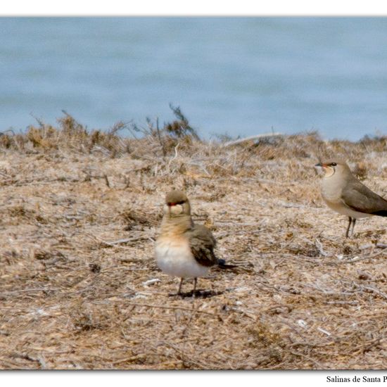 Rotflügel-Brachschwalbe: Tier im Habitat Anderes Meer/Küsten-Habitat in der NatureSpots App