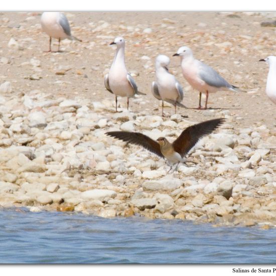 Collared Pratincole: Animal in habitat Marine habitat in the NatureSpots App