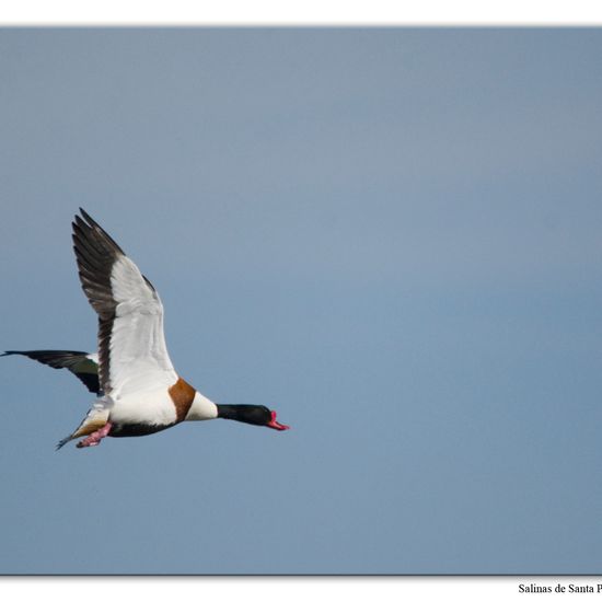 Common Shelduck: Animal in habitat Marine habitat in the NatureSpots App