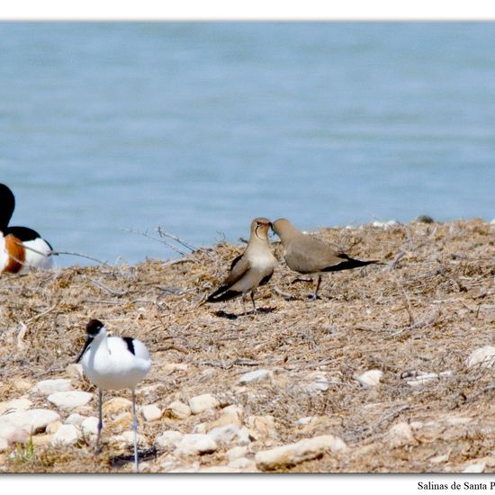 Collared Pratincole: Animal in habitat Marine habitat in the NatureSpots App